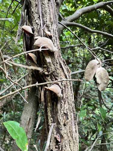 Auricularia polytricha