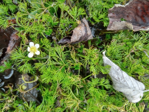 Image of Ranunculus trichophyllus by (c) Полина Полежанкина, some rights reserved (CC BY)