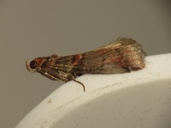 Acrobasis advenella