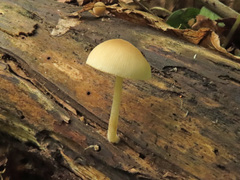 Pluteus plautus