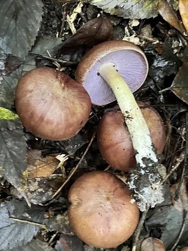Tricholosporum porphyrophyllum