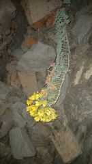Tropaeolum polyphyllum
