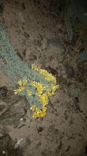 Tropaeolum polyphyllum, photograph 1