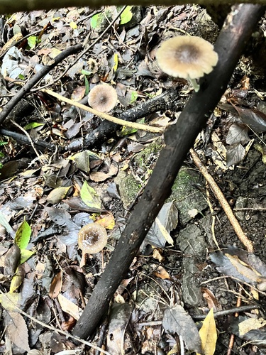 Coprinopsis cineraria