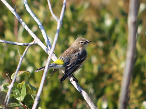 Yellow-rumped Warbler photographed in Massachusetts