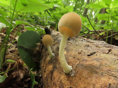 Pluteus plautus