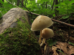 Pluteus plautus