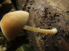 Pluteus plautus