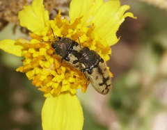 Acmaeodera immaculata
