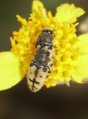 Acmaeodera immaculata