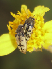 Acmaeodera immaculata