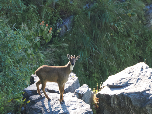 Himalayan Goral