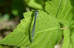 Coenagrion puella