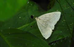 Chytolita morbidalis