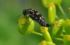 Hoshihananomia octopunctata