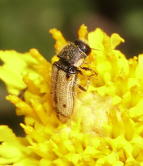 Acmaeodera immaculata