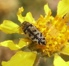 Acmaeodera immaculata