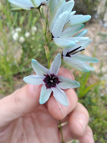 Image of Ixia viridiflora by (c) De Waal Hugo, some rights reserved (CC BY)