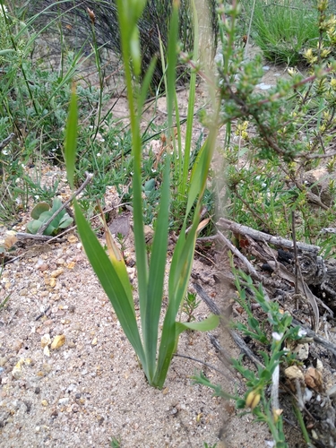 Image of Ixia viridiflora by (c) De Waal Hugo, some rights reserved (CC BY)