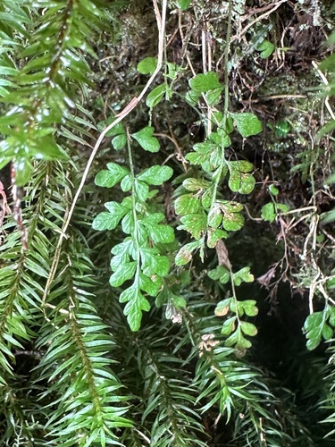 Thelypteris cystopteroides iNat (3)