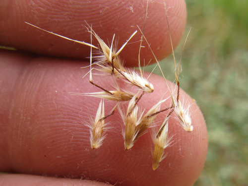 Rytidosperma duttonianum