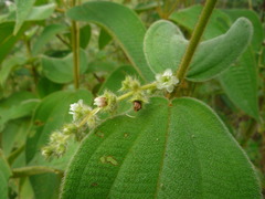 Miconia dependens