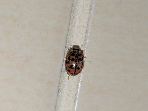 Oenopia conglobata