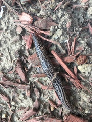 Limax maximus