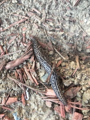 Limax maximus