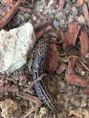 Limax maximus