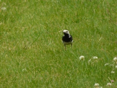 Motacilla alba yarrellii
