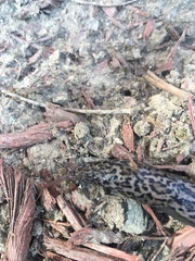 Limax maximus