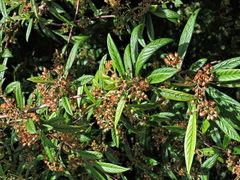 Cotoneaster salicifolius