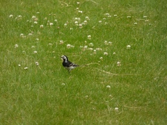 Motacilla alba yarrellii