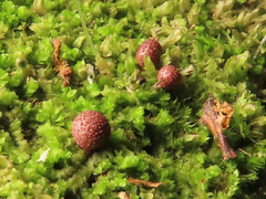 Lycogala exiguum