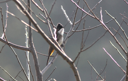 Brown-breasted Bulbul (Pycnonotus xanthorrhous), photo 10