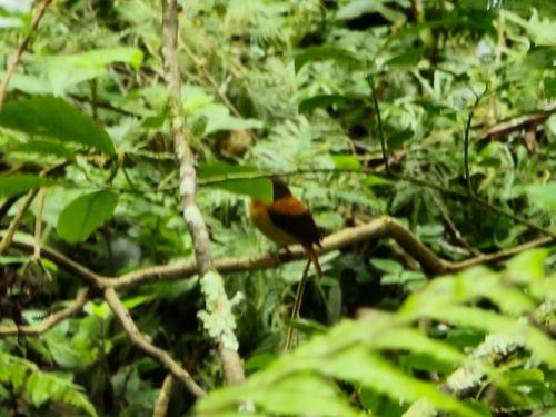 Black-and-orange Flycatcher (Ficedula nigrorufa), photo 6