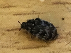 Anthrenocerus australis