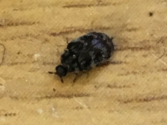 Anthrenocerus australis