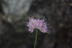 Allium gunibicum