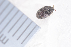 Anthrenocerus australis