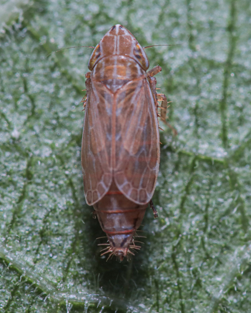 Turrutus socialis