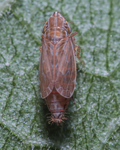 Turrutus socialis