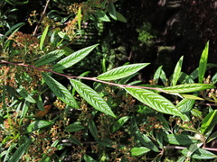 Cotoneaster salicifolius