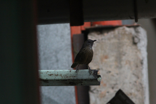 Streaked Wren-Babbler (Gypsophila brevicaudata), photo 7