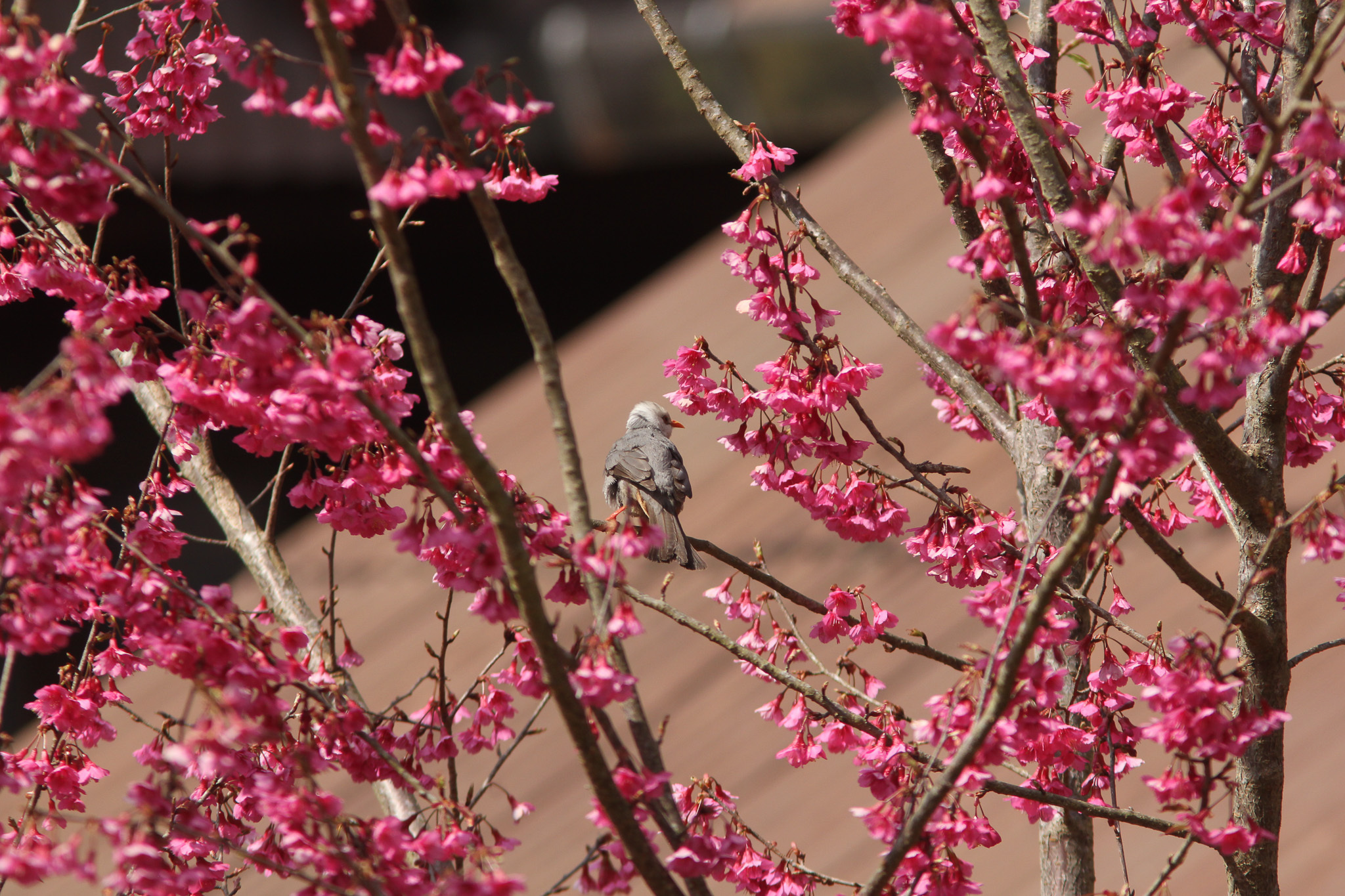 White-headed Bulbul