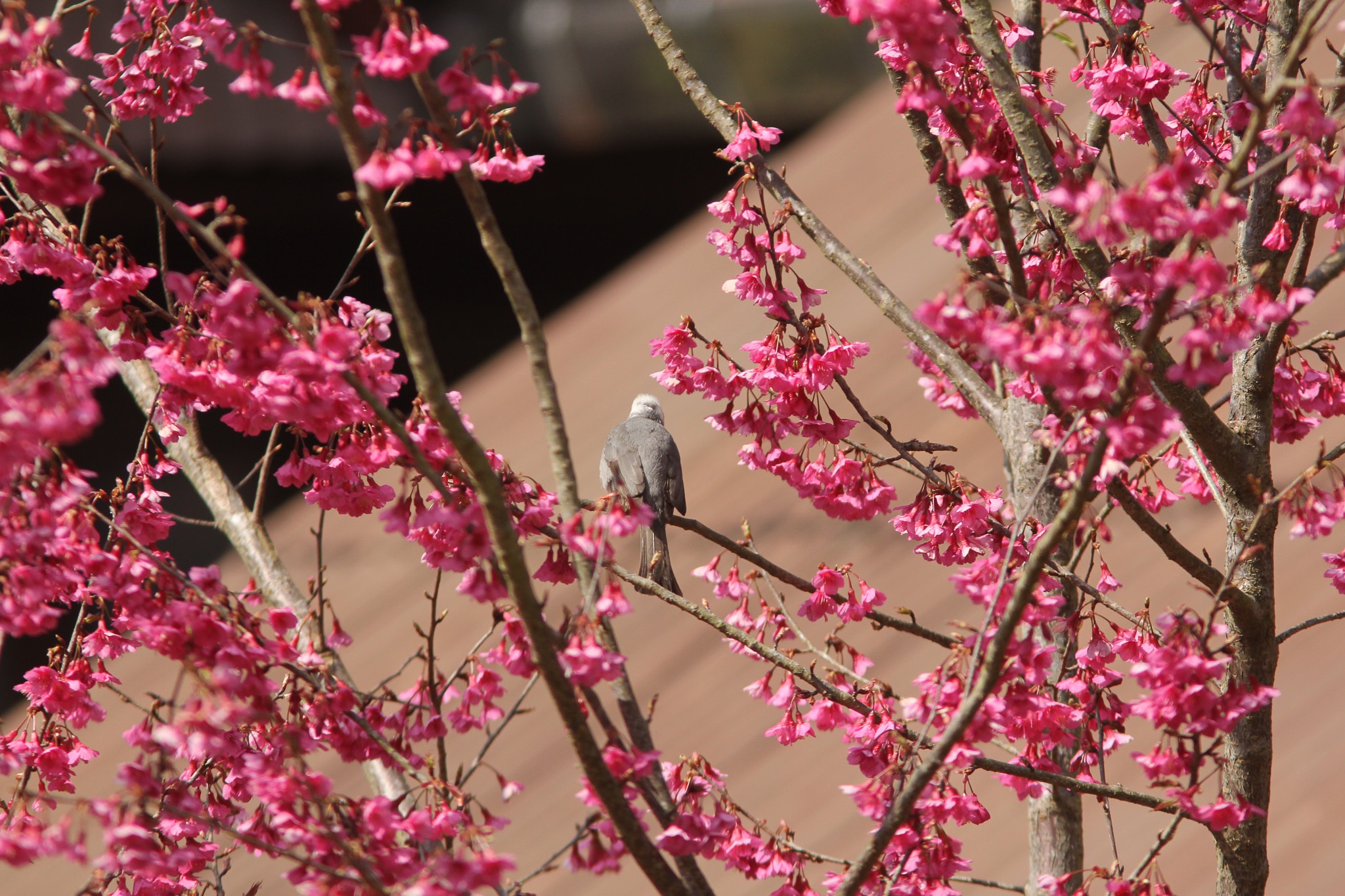 White-headed Bulbul