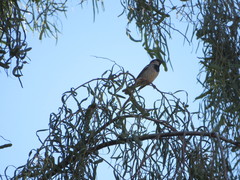 Passer domesticus
