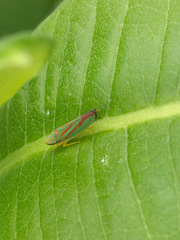 Graphocephala