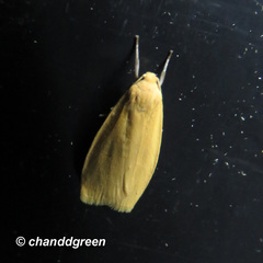 Manulea fuscodorsalis